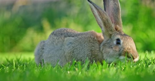 Brown Rabbit Lying on Fresh Green Grass Outdoors in Spring Natural Setting