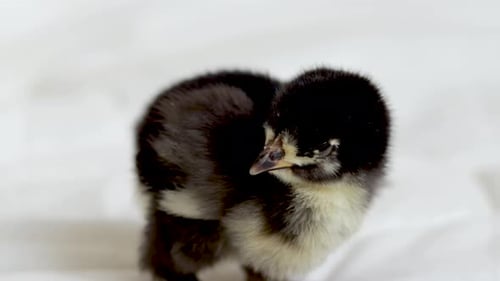 Close Up of a Black Baby Chick