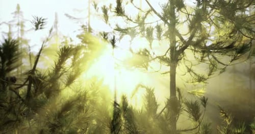 Sunlight Filters Through Tree Branches in a Serene Forest Setting