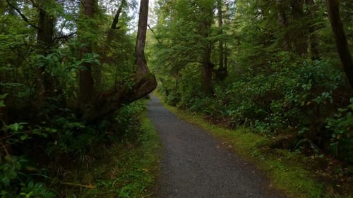 Scenic Hiking Trail in the Rainforest with Vibrant Green Trees