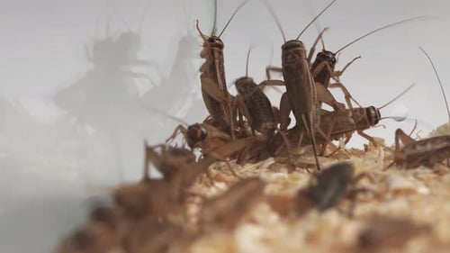 Live Crickets 16