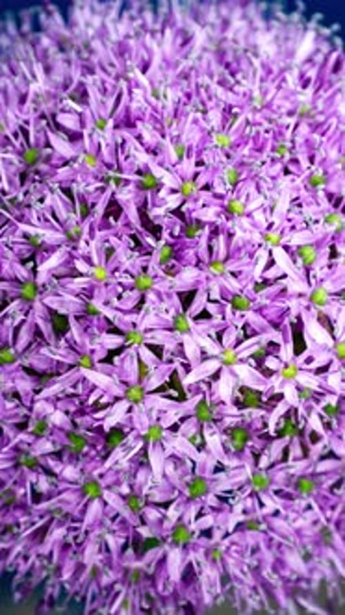 Time Lapse of Blooming Big Violet Allium Christophii Flower Isolated on Blue Background