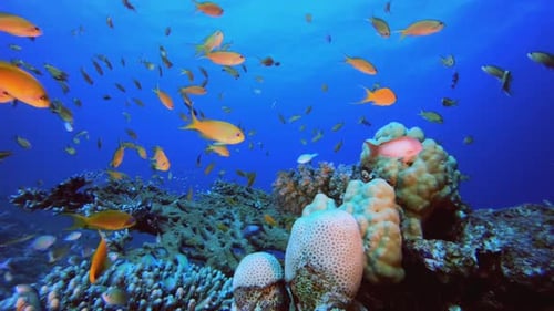 Reef Underwater Tropical Coral Garden