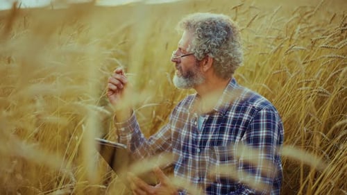 A Farmer Examines Crops in a Golden Wheat Field During Harvest Season