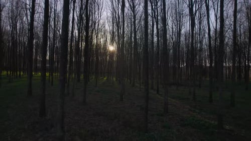 Forêt