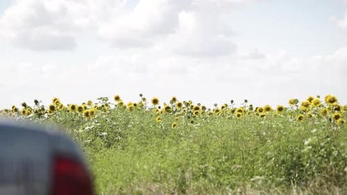 blooming sunflower on the field