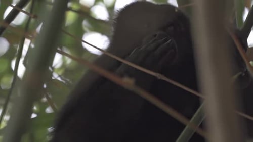 The Roar of the Canopy: Erwachsener schwarzer Brüllaffe im Chiapas-Dschungel