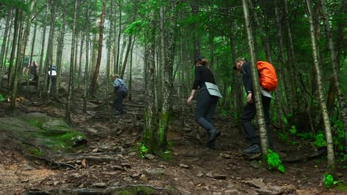 Tourists climb mountain slope in green forest. Tourists walk along the trail up forest slope.