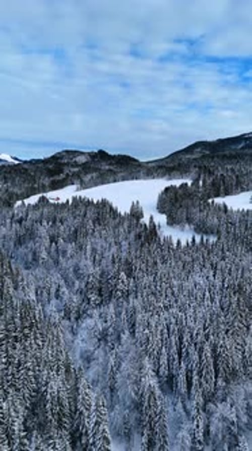 Beautiful snow-covered pine tree woods growing in the mountains.