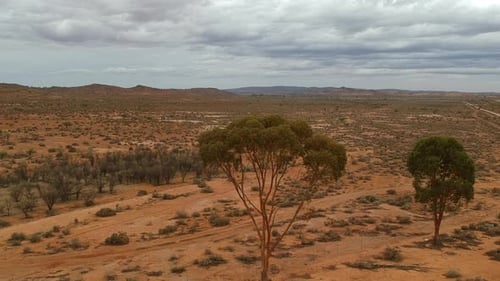 Flying towards a lone tree in the outback of Australia