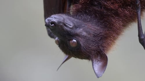 Vue à l'envers d'un renard volant malais sur fond flou blanc - Plan rapproché