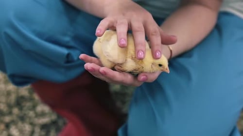 Fluffy Chick in Caring Hands on a Farm