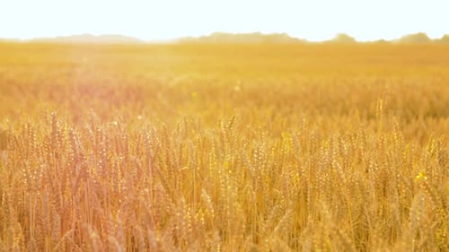 Goldenes Weizenfeld, das sanft in der Sommerbrise weht und bereit für die Ernte ist