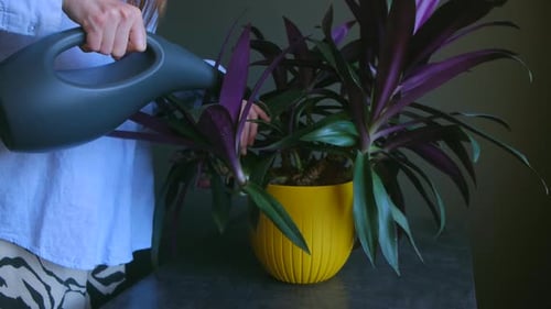 Woman Watering Purple and Green Tradescantia Plant in Yellow Pot