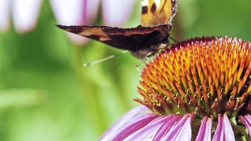 Extreme close up macro shot of orange Small tortoiseshell butterfly collecting nectar from purple co