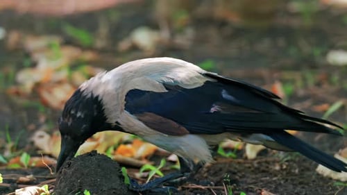Eine Krähe mit Kapuze sucht am Boden nach Nahrung und pickt in der Nähe eines Erdhügels, der von abgefallenen Blättern umgeben ist
