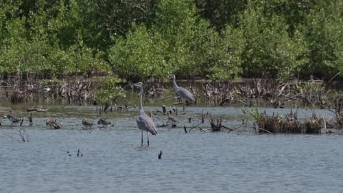 Grey Heron Ardea cinerea at a swampland.