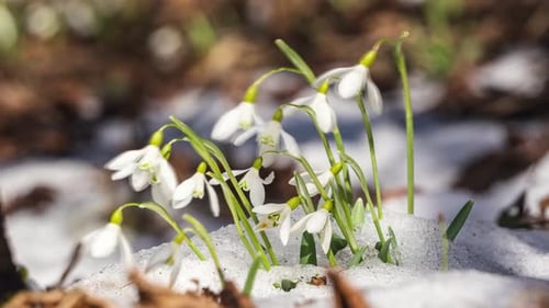 Schnee schmilzt schnell und Schneeglöckchenblumen blühen und funkeln im Wind im Wald, Frühlingszeitraffer