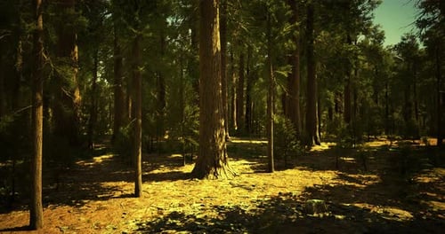 Sunlight Filtering Through Tall Trees in a Serene Forest Landscape