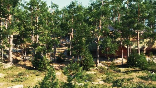 Nadelbäume gedeihen auf felsigen Klippen, die vom Wind heimgesucht werden