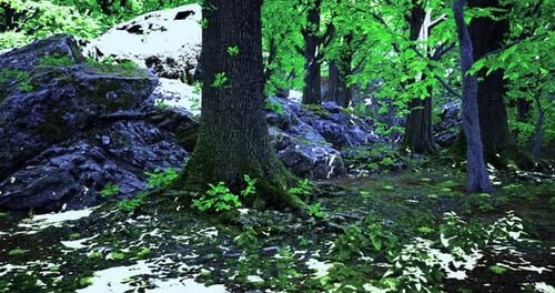 Lush Forest Landscape with Vibrant Greenery and Rocky Terrain in Daylight