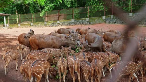 Eine Hirschherde im Zoo frisst die heruntergefallenen Blätter, Verschiedene Hirscharten, Blick durch den Draht