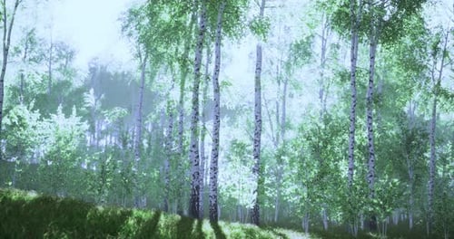 Sunlight Filters Through Lush Greenery in Serene Forest Setting During Daytime