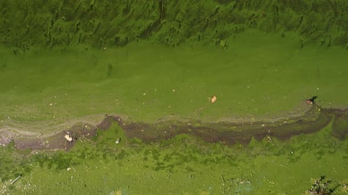 Polluted Lake Water Covered with Massive Green Algae Due to Industrial and Residential Waste, Ecolog