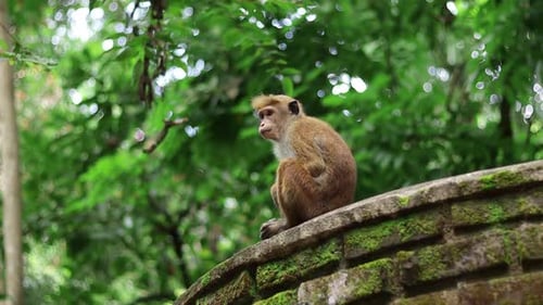 Monkeys in the Forest in Sri Lanka 5817