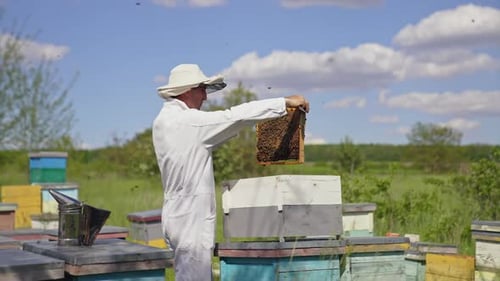 Beekeeper at work on the apiary. Beekeeper holds a honey frame with bees in hands.