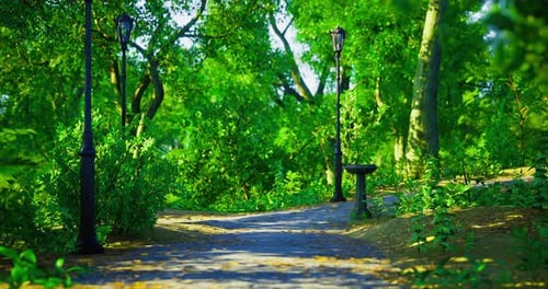 Walking Path Surrounded By Lush Greenery in a Peaceful Park Setting