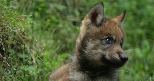 Eurasian wolf cub, , (Canis lupus lupus), also known as the common wolf;