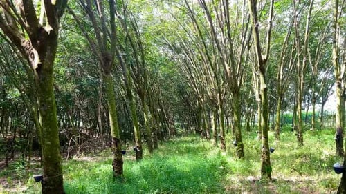 Rubber Tree Plantation in Tropical Forest, Sustainable Agriculture