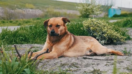 Obdachloser süßer Hund, der in Frühlingsnahaufnahme auf dem Boden liegt