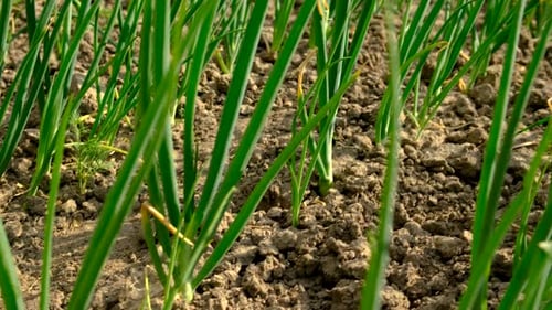 Onions Growing in the Garden Selective Focus