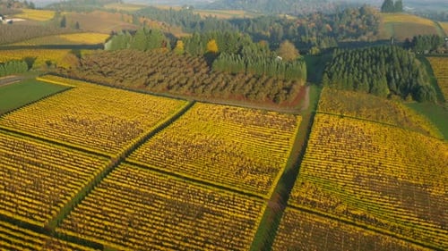Aerial Video of Willamette Valley, Oregon Vineyards in Fall Color: Ultra