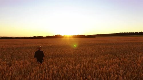 Farmer on field in the countryside at sunset. Male agronomist inspecting ripe agricultural land