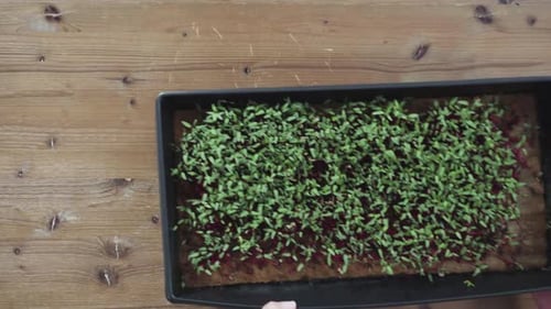 Flat Lay Radish Microgreens in the Propagation Tray Ready for Harvesting