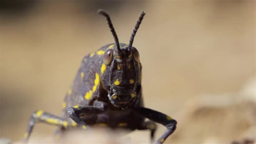 Poisonous Desert Grasshopper, Eilat, Israel
