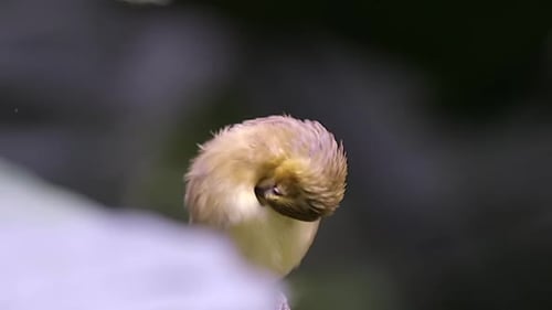 A small, cute yellow bellied Weaver bird grooming it's chest feathers while perched on a tree branch