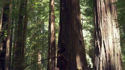 Tilt-up shot of huge and tall redwood trees
