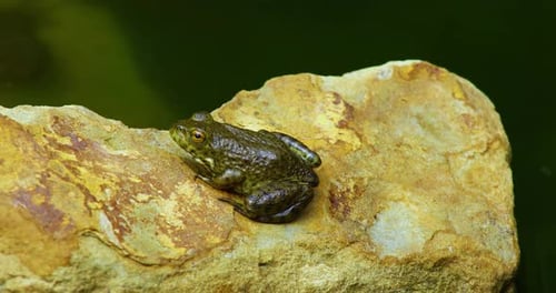 Static video of a juvenile green frog on rocks.
