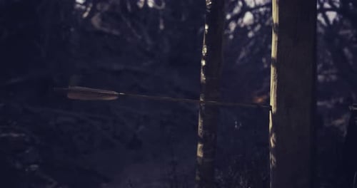 Arrows Striking Targets in a Forested Area During a Calm Afternoon