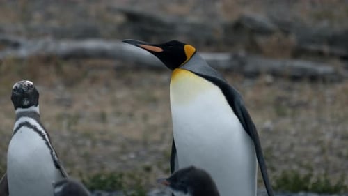 King penguin with Magellanic penguins in Isla Martillo, Ushuaia.