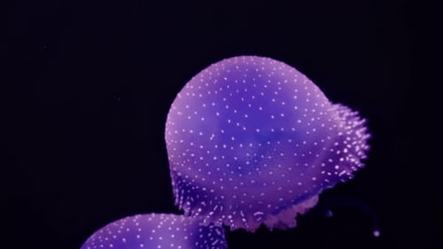 Jellyfish Floating in Dark Pink and Blue Water
