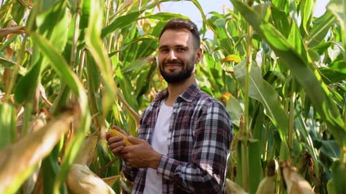 Young Farmer is Examining His Growing Corn Field