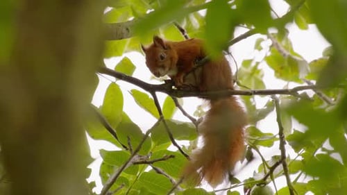Red Squirrel Eats on Branch in Green Tree