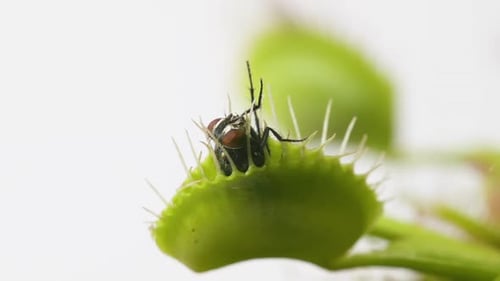 Venus Flytrap plant with trapped house fly. Wide view of plant side portion and insect. Slow motion.