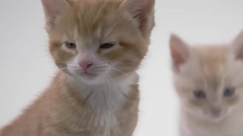 Ginger Tabby Kitten Meowing Close Up