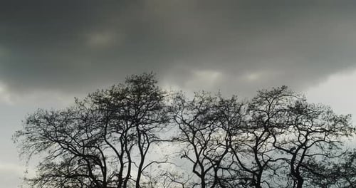 Gloomy Trees Against a Cloudy Sky